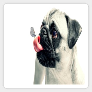 Bulldog with a butterfly on the tongue. Sticker